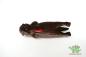 Preview: Safari Ltd. Otter Baby spielend
